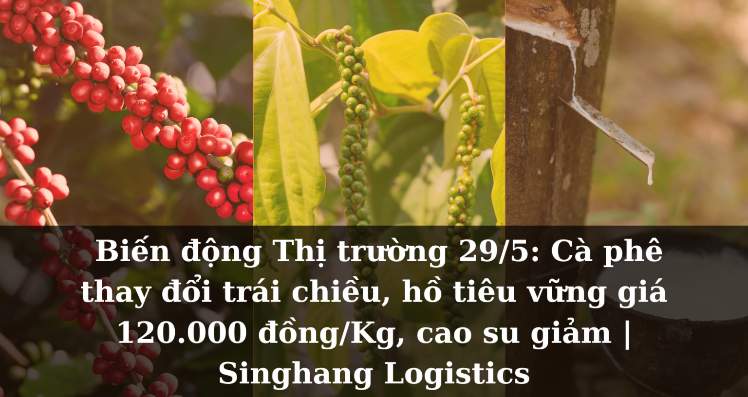 Biến động Thị trường 29/5: Cà phê thay đổi trái chiều, hồ tiêu vững giá 120.000 đồng/Kg, cao su giảm | Singhang Logistics