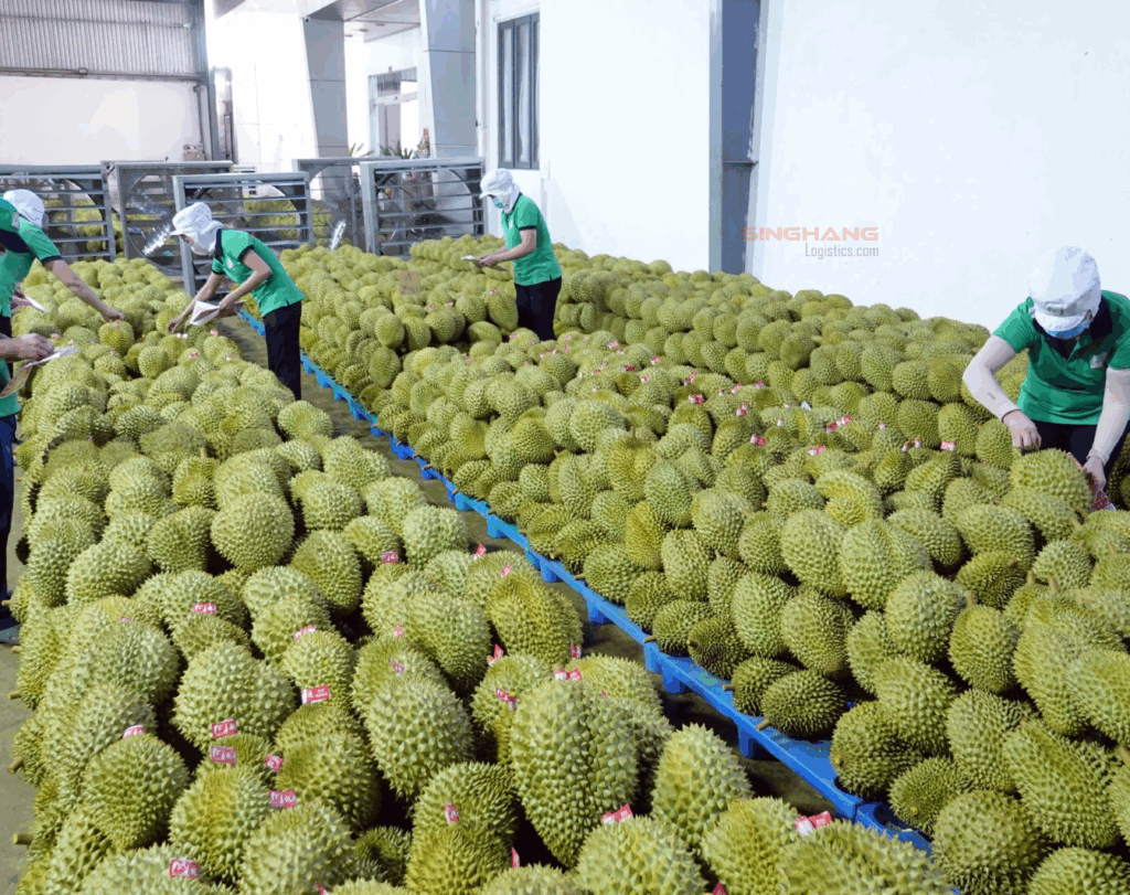 Sầu riêng đông lạnh – Bước tiến mới trong xuất khẩu | Singhang Logistics